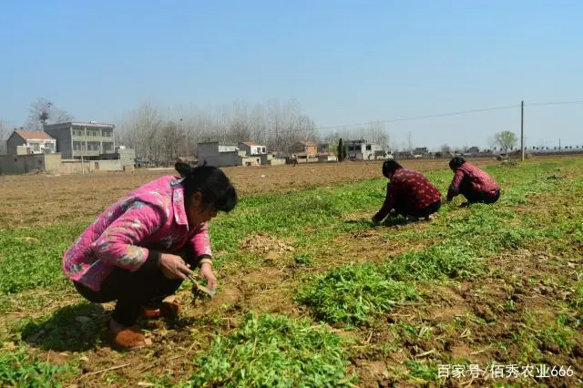 农村人靠种植中药材发家致富，家家盖起了小洋楼，不耽误打工赚钱