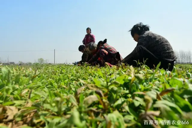 致富经视频中药材种植_致富经种植中药材视频_药材种植致富项目