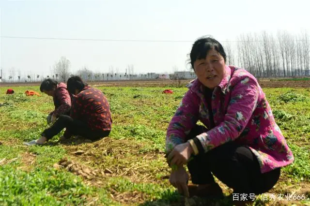 药材种植致富项目_致富经种植中药材视频_致富经视频中药材种植