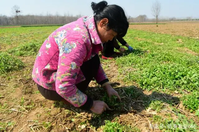 致富经视频中药材种植_致富经种植中药材视频_药材种植致富项目