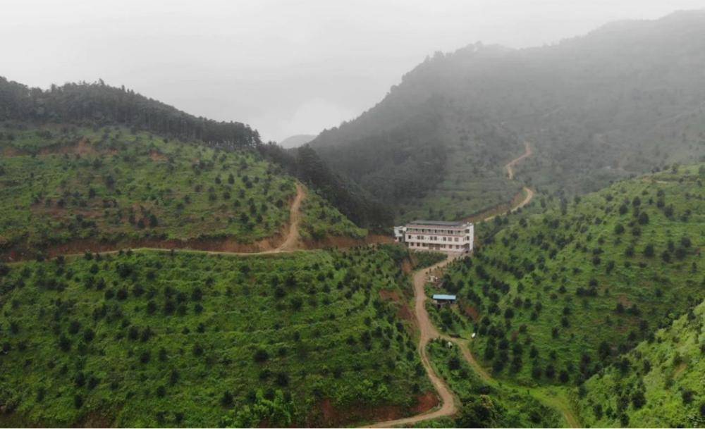 种植澳洲坚果前景如何_澳洲坚果种植效益_澳洲坚果种植致富