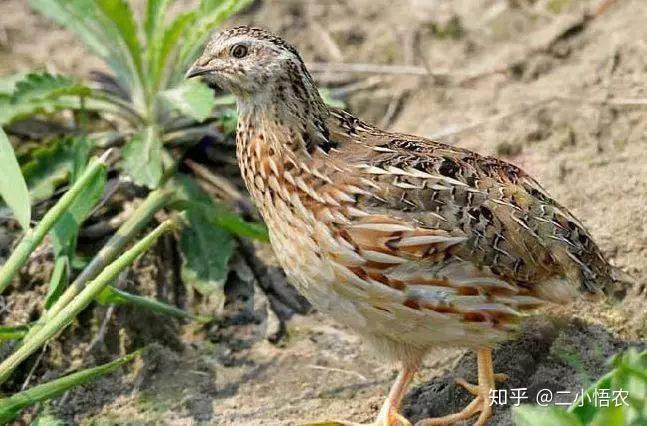 骆鸟养殖方法_骆鸟苗怎么买多少钱一只_骆鸟养殖技术