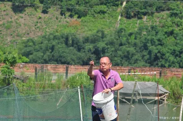 江苏池塘养殖鲫鱼技术_江苏鲫鱼苗养殖基地_养殖鲫鱼的池塘条件