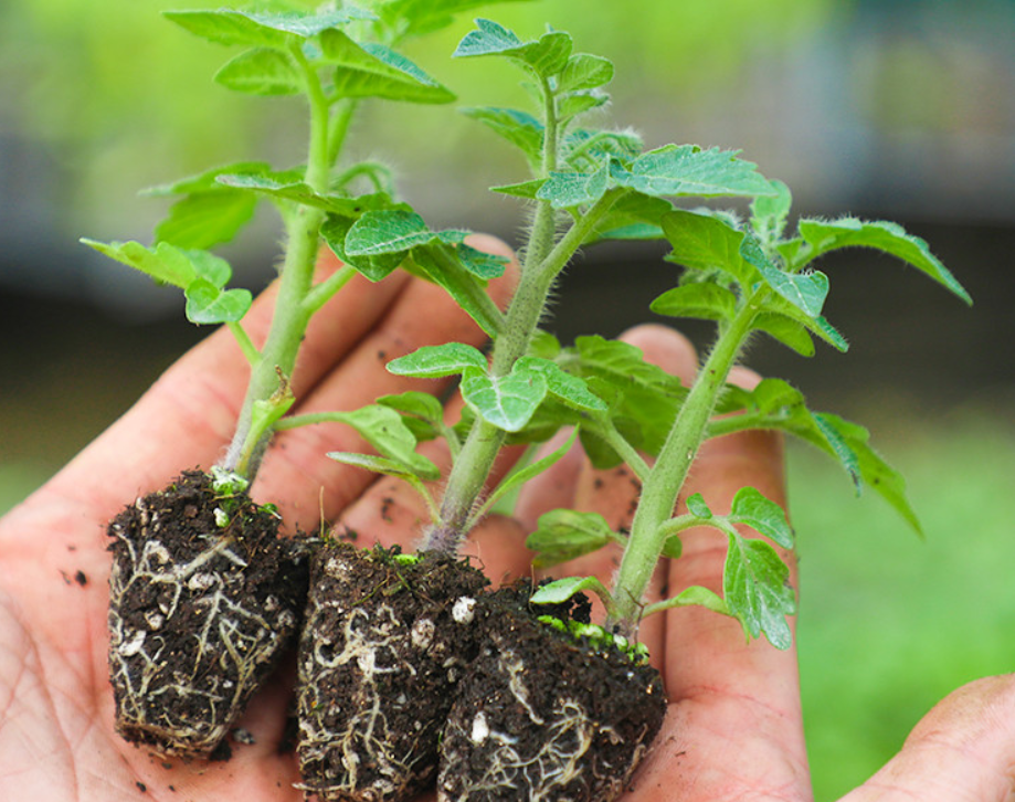 西红柿种植技术大全_西红柿种植最新技术与管理_西红柿最新种植技术