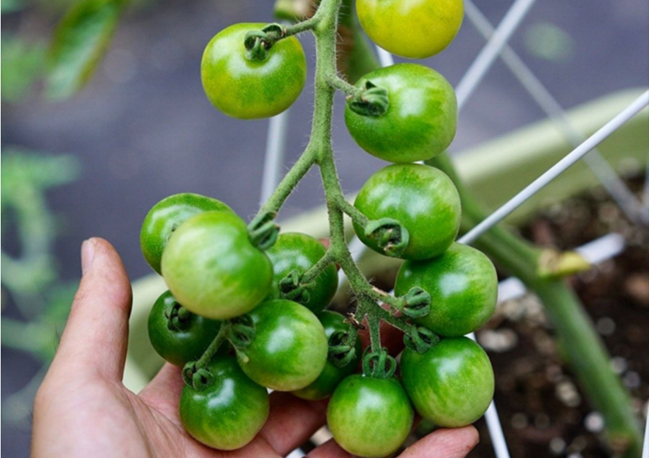 西红柿种植技术大全_西红柿最新种植技术_西红柿种植最新技术与管理