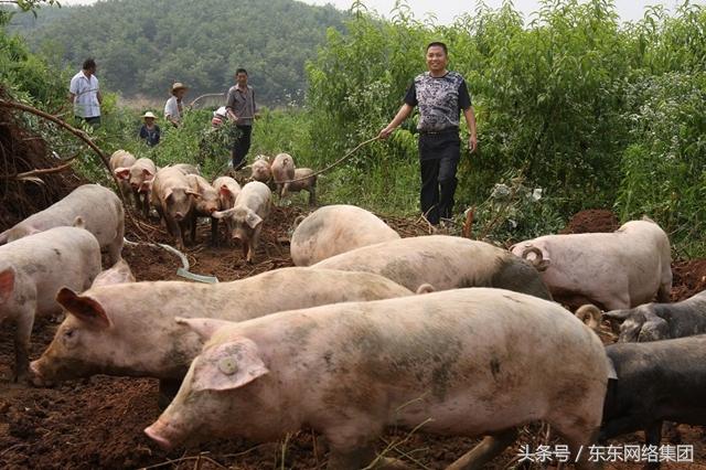 致富经特种养殖_特种养殖致富项目_致富特种养殖项目有哪些