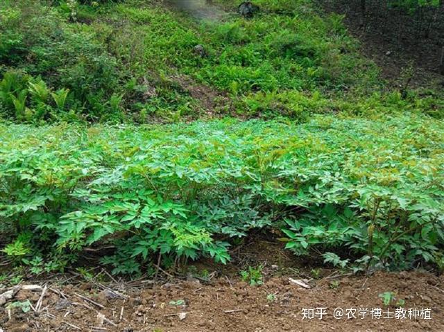 致富养殖貉子视频_貉子养殖致富_养殖貉子能赚钱吗