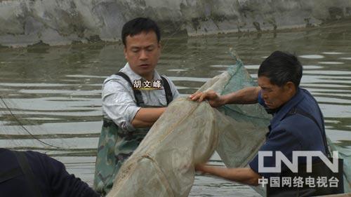 泥鳅养殖条件骗局_养泥鳅的成本和经济效益_致富经哪人养泥鳅