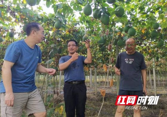 致富经视频中药材种植_草药种植致富_中药材种植致富经