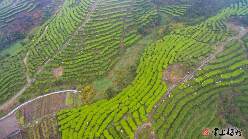 茶叶致富经_茶叶怎么种植致富_致富茶叶种植技术视频