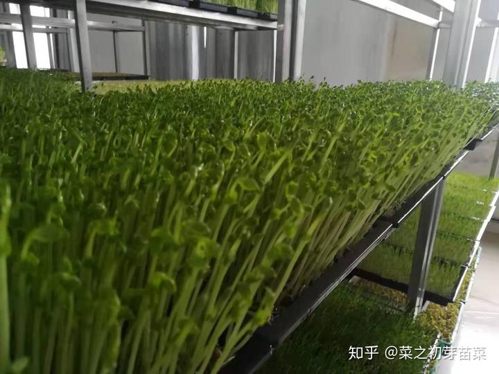 豌豆苗种植管理技术是怎样的？