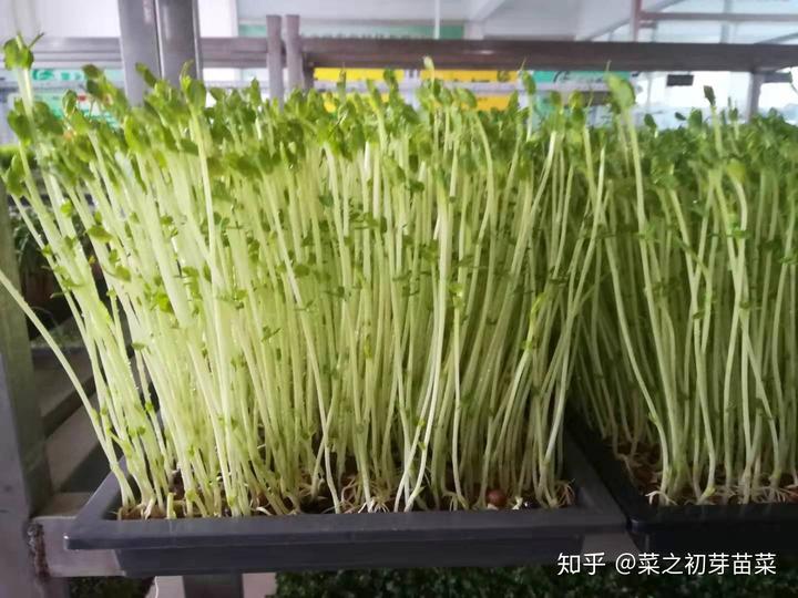 北方豌豆种植技术和种植时间_北方豌豆栽培技术_北方豌豆种植技术视频