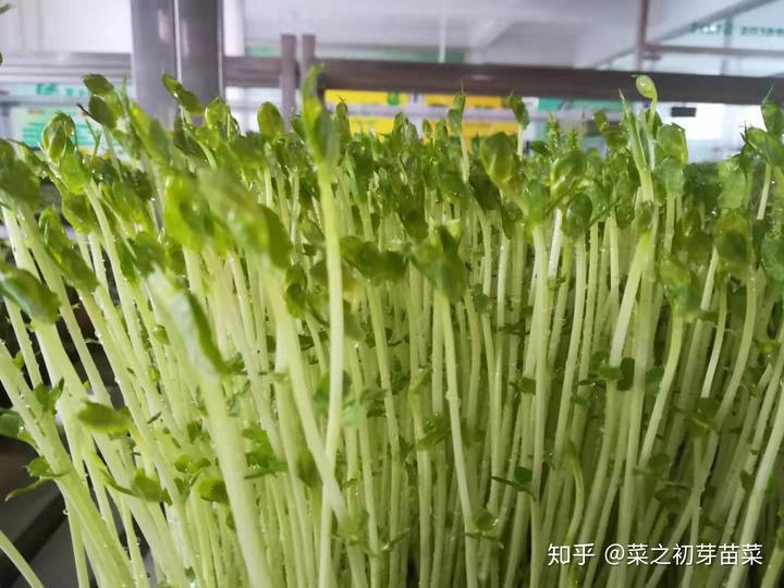 北方豌豆种植技术视频_北方豌豆种植技术和种植时间_北方豌豆栽培技术