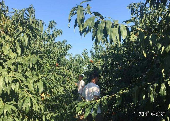 致富经农业种植_农场种植致富案例_农致富项目