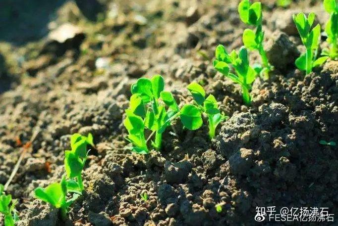 太空种植技术中心是什么_太空中种植技术_太空育种植物