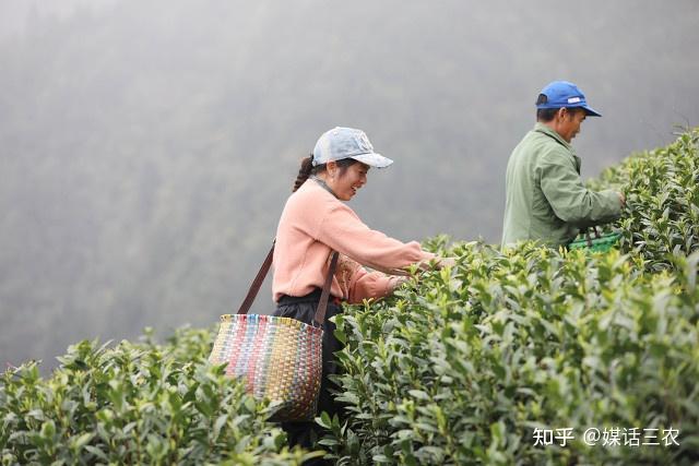 茶叶怎么种植致富_茶叶致富经_种植茶叶赚钱吗