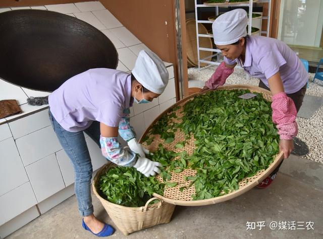 种植茶叶赚钱吗_茶叶怎么种植致富_茶叶致富经