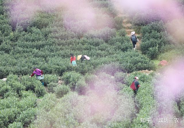 茶叶致富经_茶叶怎么种植致富_种植茶叶赚钱吗