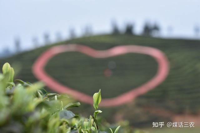 茶叶怎么种植致富_种植茶叶赚钱吗_茶叶致富经