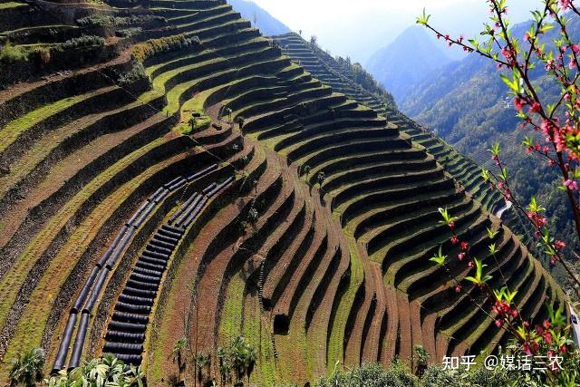 茶叶致富经_种植茶叶赚钱吗_茶叶怎么种植致富