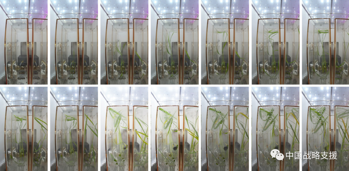 太空种植植物_太空中种植技术_太空种子种植方法