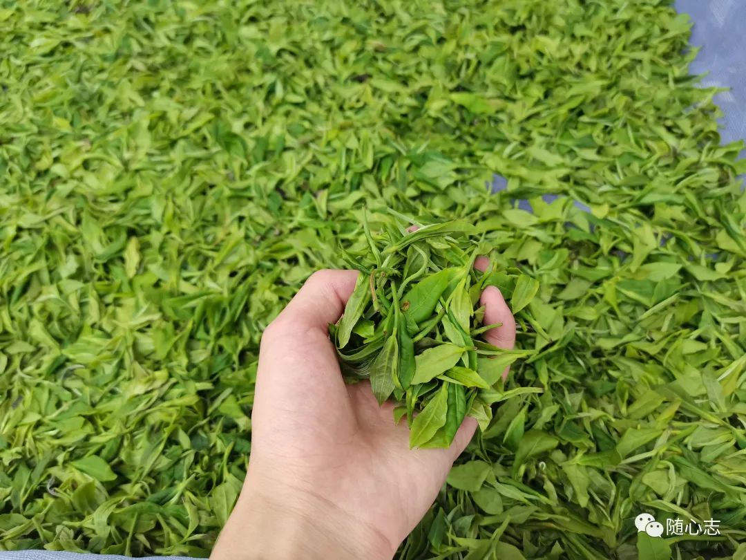 烟草种植技术视频大全_烟草种植全过程_烟草种植流程