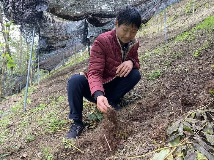 种植中药材 走上致富路