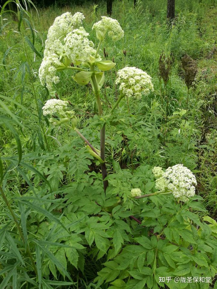 种植中药材独活，收益如何？