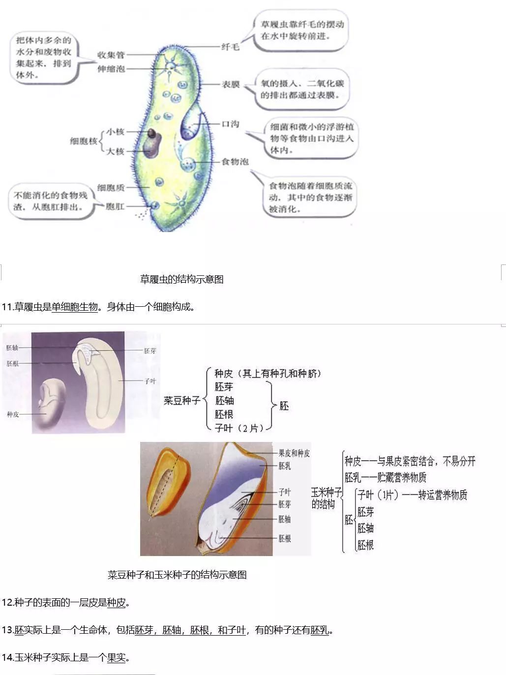 烟草种植全过程_烟草种植技术视频大全_烟草怎么种植方法视频