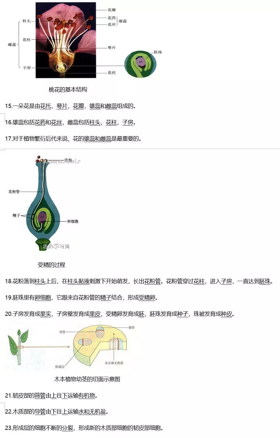 烟草种植全过程_烟草种植技术视频大全_烟草怎么种植方法视频