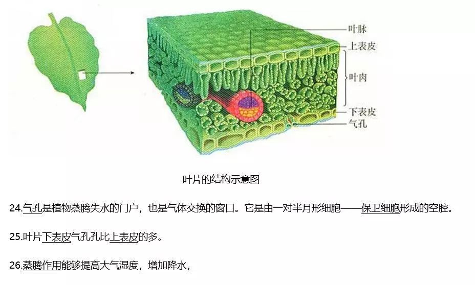 烟草怎么种植方法视频_烟草种植技术视频大全_烟草种植全过程