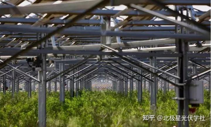 致富药材种植基地地址_药材种植致富项目_致富 药材种植