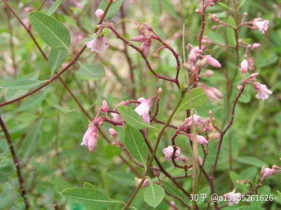 种植这种野草每年亩产值1万元