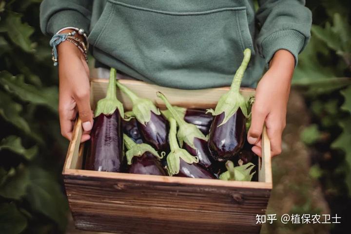 种植青菜赚钱吗_小青菜种植效益_种植小青菜致富