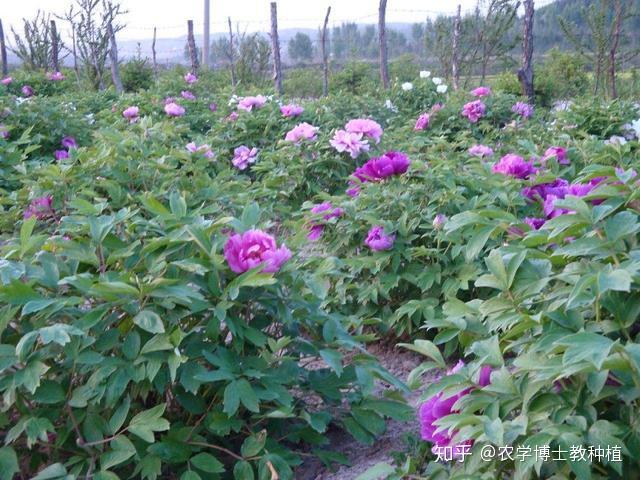 致富 药材种植_药材种植致富项目_草药种植致富
