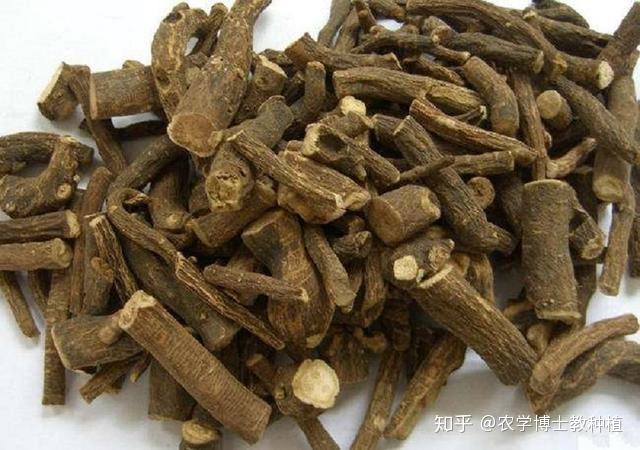 草药种植致富_药材种植致富项目_致富 药材种植