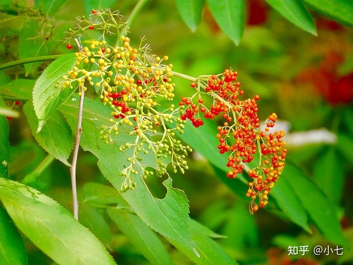 接骨草种子多少钱一斤_接骨草种植致富_接骨草亩产多少斤