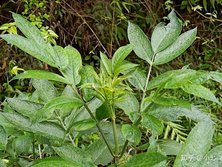 接骨草种子多少钱一斤_接骨草种植致富_接骨草亩产多少斤