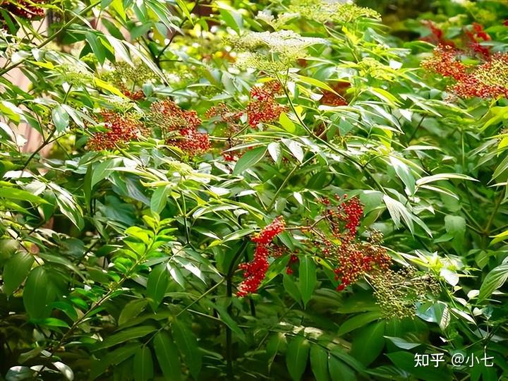 接骨草种子多少钱一斤_接骨草亩产多少斤_接骨草种植致富