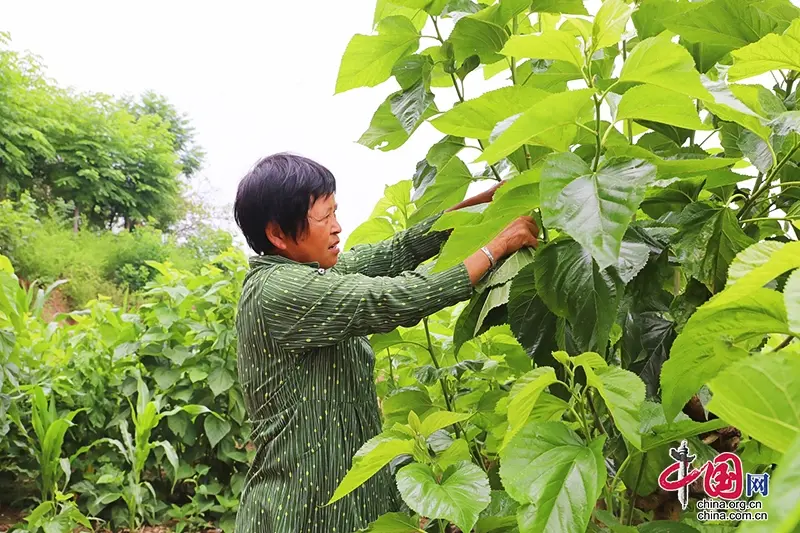 桑叶养猪前景如何_桑叶养殖基地_致富经桑叶养殖