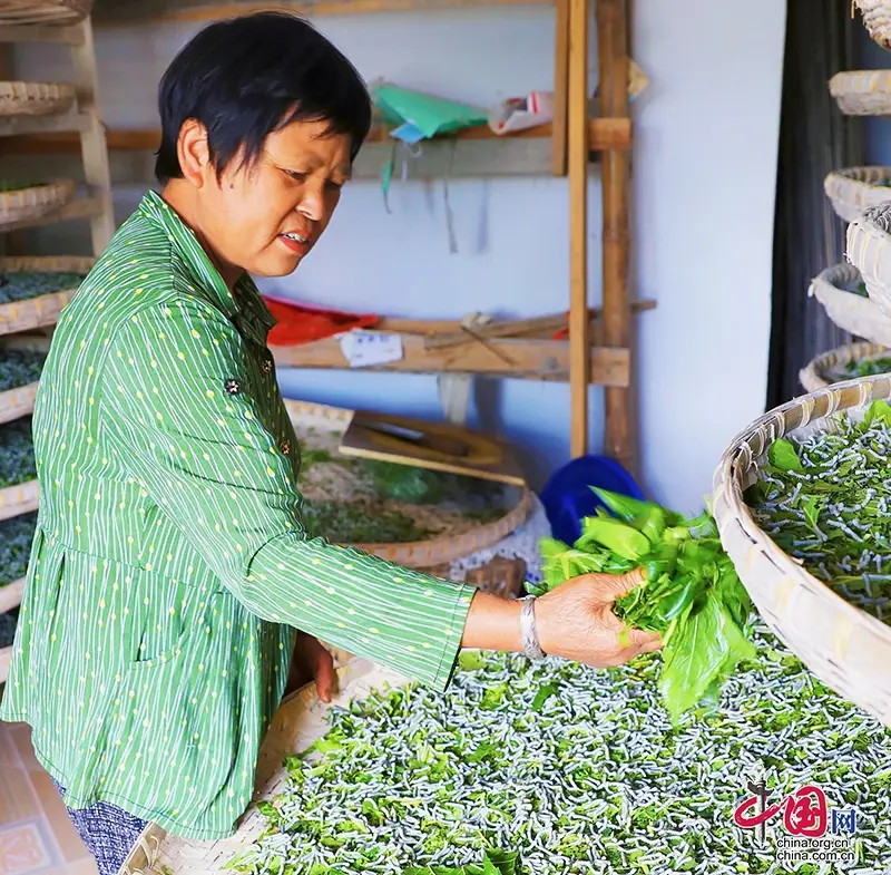 致富经桑叶养殖_桑叶养猪前景如何_桑叶养殖基地