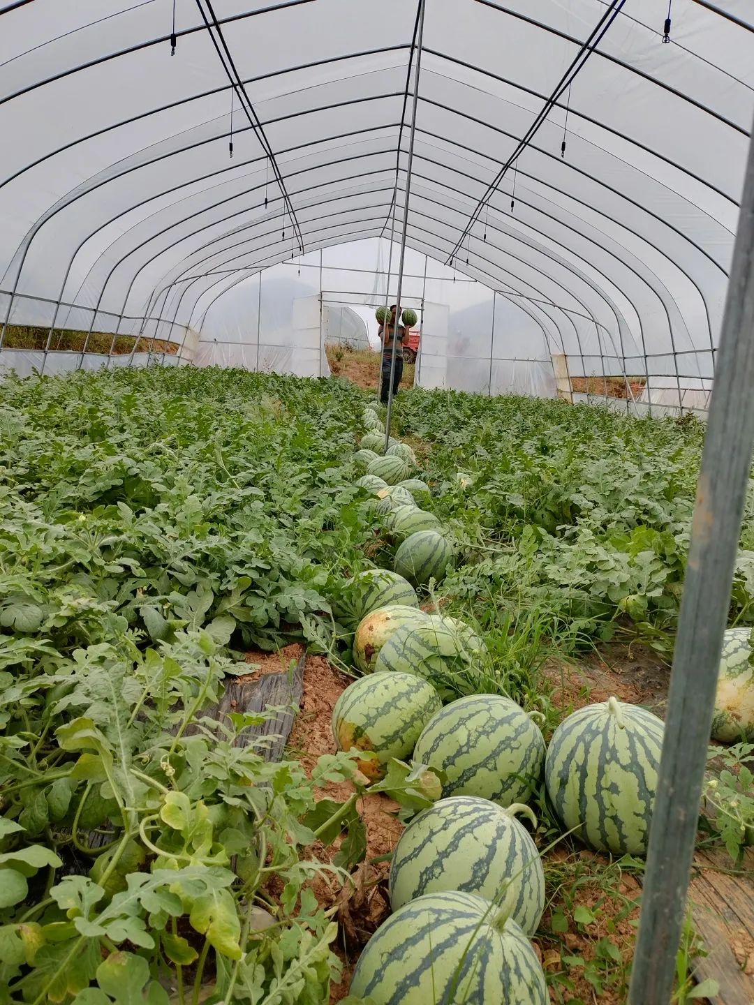 2020年蔬菜种植大棚前景_蔬菜大棚种植视频_大棚种植蔬菜致富梦想