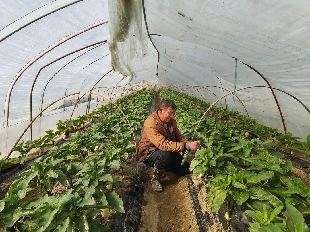 蔬菜大棚种植视频_大棚种植蔬菜致富梦想_2020年蔬菜种植大棚前景