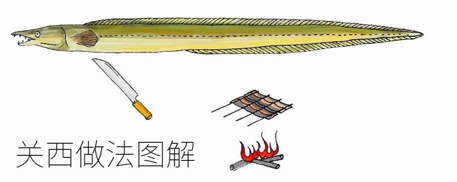 刺鳗是什么_刺鳗鱼养殖技术_养殖刺鳗鱼技术要点