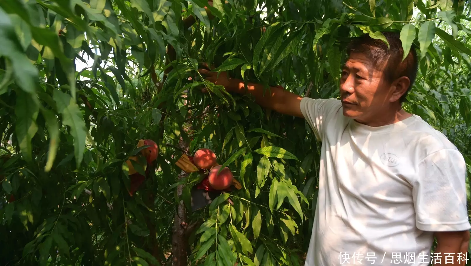 种植桃园致富图片_致富桃园种植图片欣赏_致富桃园种植图片大全