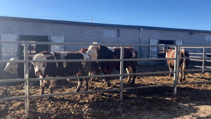 肉牛养殖创业_致富经肉牛养殖_致富经肉牛养殖场的视频