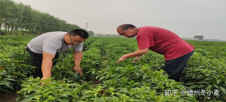 辣椒出现问题？不用怕，农科院专家来支招