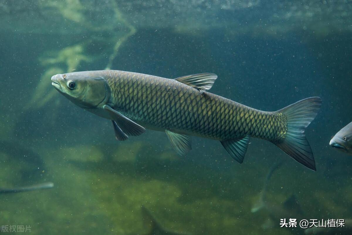 大草鱼怎么养殖技术_养殖草鱼技术大全图解_养殖草鱼技术大赛视频