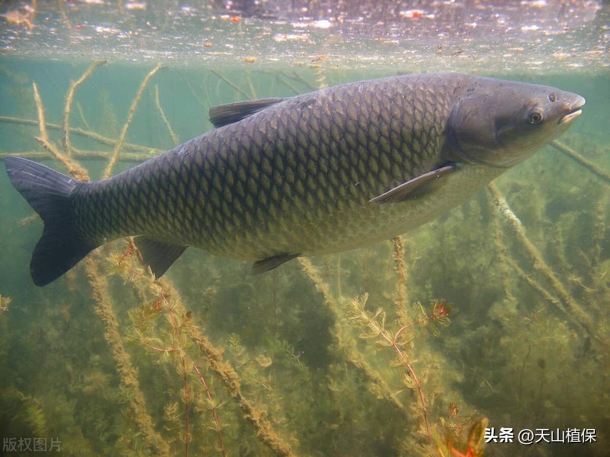 养殖草鱼技术大全图解_大草鱼怎么养殖技术_养殖草鱼技术大赛视频