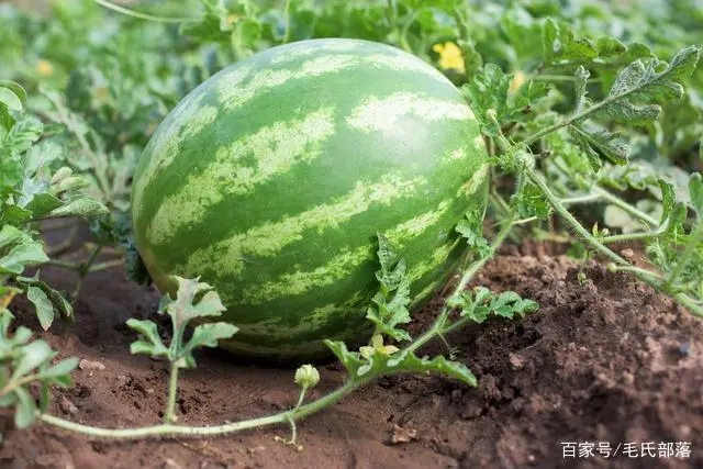 西瓜的露地种植技术_西瓜种植露地技术要求_露地种植西瓜的技术